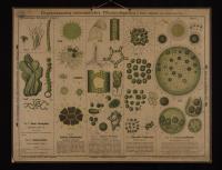 Kryptogamen (Algen): Oscillaria tenuis Ag.; Nostoc commune Vauch.; Pediastrum granulatum; Hydrodichtyon utriculatum; Gonium pectorale; Volvox globator