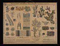 Kryptogamen (Flechten): Usmea barbata; Cetraria islandica; Cladonia fimbriata; Cladonia rangiferina; Sticta pulmonacea; Lecanora varia