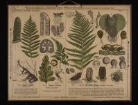Kryptogamen (Farnkräuter): Polypodium vulgare; Asplenium Adiantum nigrum; Aspidium filix mas
