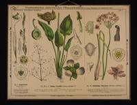 Phanerogamen (Sumpflilien): Triglochin palustre L.; Alisma plantago L.; Butomus umbellatus L.