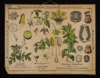 Röhrenblumige: Solanum tuberosum L.; Solanum dulcamara L.; Solanum nigrum L.; Hyoscamus niger