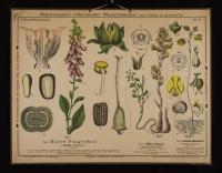 Maskiertblumige: Digitalis purpurea L.; Orobanche rubens Wallr.; Utricularia vulgaris L.