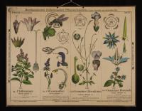 Nüsschentragende: Mentha piperita L.; Salvia pratensis L.; Verbena officinalis L.; Borrago officinalis L.