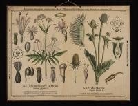 Haufblütige: Valeriana officinalis L.; Dipsacus fullonum L.