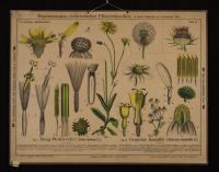 Köpfchenblüter: Arnica montana L.; Matricaria chamomilla L.; Taraxacum officinale L.; Onopordon Acanthium L.