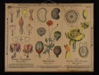 Mohnpflanzen + Wasserrosen: Dicentra spectabilis L.; Papaver roheas L.; Nuphar luteum L.