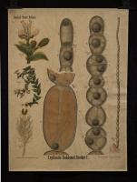 Erythrostis beddomei
