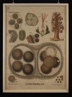 Lavatera trimestris (B)