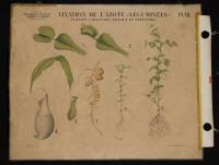 Fissazione dell'azoto: leguminose; piante carnivore: generi Dionaea e Nepentes