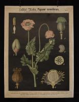 Papaver sominferum