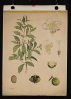 Camellia sinensis (The)