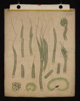 Sviluppo di Rivularia bullata