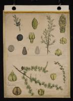 Abies larix (Larice); Juniperus communis (Ginepro)