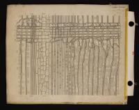 Anatomia del legno di Pinus sylvestris (II)