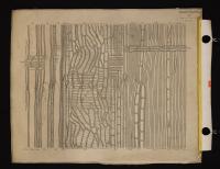 Anatomia del legno di Quercus sessiliflora (II)