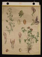 Trifolium pratense; Medicago sativa