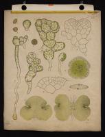 Sviluppo del gametofito di Marchantia polymorpha [7]