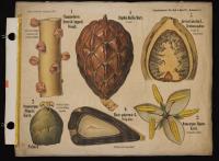 Palmae: Chamaedorea Ernesti-Augusti Wendl.; Oenocarpus mapora Karst.; Raphia ruffia Mart.; Areca catheca L.; Elaeis guineensis L.