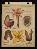 Rubiaceae: Cinchona succiraba Pav.; Coffea arabica L.; Asperula odorata L.; Galium verum L.