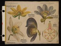 Ranunculaceae: Ficaria verna Huds.; Helleborus niger L.; Hepatica triloba Gil.; Aconitum napellus L.; Delphinium