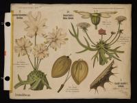 Umbelliferae: Heracleum spondylium L.; Dacus carota L.; Caucalis daucoides L.