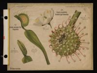 Droseraceae: Dionaea muscipula Ellis; Drosera rotundifolia L.