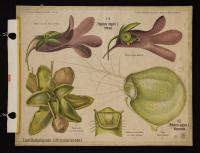 Lentibulariaceae: Pinguicola vulgaris L.; Utricularia vulgaris L.