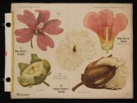 Malvaceae: Malva silvestris L.; Althaea rosea Cav.; Gossypium herbaceum L.