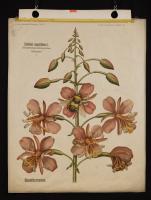 Oenotheraceae: Epilobium angustifolium L.