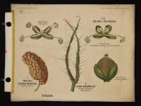 Urticaceae: Urtica dioica L.; Dorstenia ceratosanthes Lodd.; Morus rubra L.