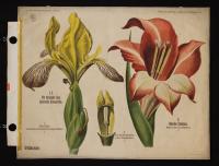 Iridaceae: Iris variegata Lam.; Hybryder gladiolus