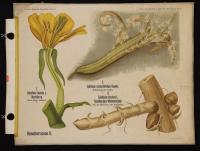 Oenotheraceae II: Oenothera biennis L.; Epilobium rosmarinifolium Haenke; Epilobium hirsutum L.