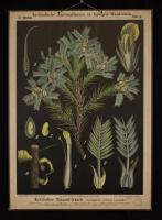 Astragalus creticus Lm.
