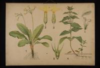 Lamiaceae e Primulaceae