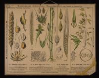 Phanerogamen (Spelzenblütige): Triticum vulgare L.; Secale cereale L.; Hordeum distichum L.; Avena sativa L.