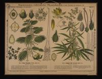Phanerogamen (Nesselgewächse): Urtica dioica L.; Cannabis sativa L.
