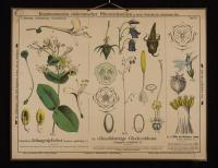 Geissblattartige, Glockenblumige: Lonicera caprifolium L.; Campanula rotundifolia L.; Lobelia Dortmanna L.