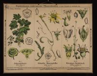 Hornfrüchtige: Ribes rubrum L.; Sedum acre L.; Saxifraga granulata L.