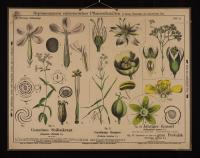 Nelkenartige: Saponaria officinalis L.; Stellaria holostea L.; Scleranthus annus L.; Portulaca oleracea L.