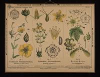 Wandfrüchtige; Guttipflanzen; Ahorne: Helianthemum vulgare Gaert.; Hypericum perforatum L.; Acer pseudoplatanus L.