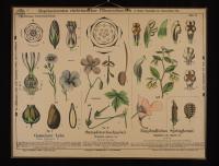Storchschnabelblütige: Linum usitatissimum L.; Geranium palustre L.; Impatiens noli tangere L.
