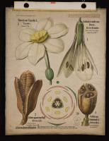 Liliaceae, Amaryllidaceae: Galtonia candicans Decne; Formula fiorale di Lilium; Lilium giganteum Wall.; Colchicum autumnale L.; Narcissus tazetta L.