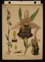 Ophrys arachnites