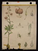 Lilium martagon (Martagone); Galanthus nivalis (Bucaneve)